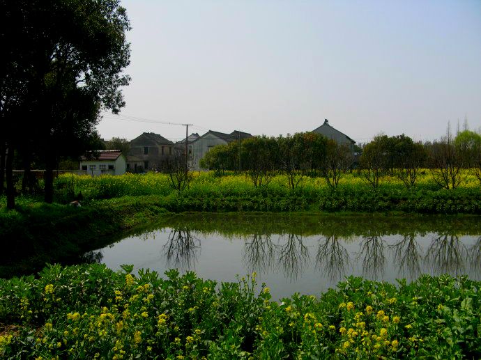 上海鄉(xiāng)村振興，建設(shè)美麗綠色幸?！叭龍@”