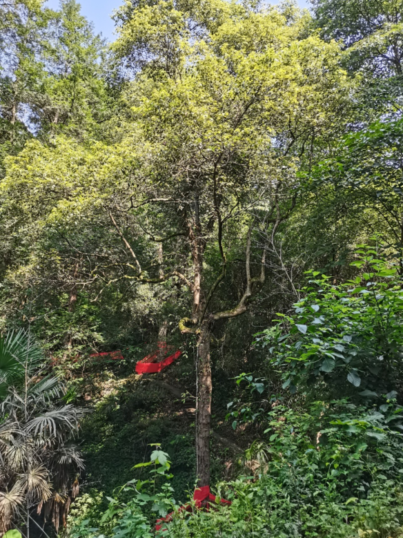 發(fā)力五型經(jīng)濟(jì)，著力打造“中國(guó)龍腦之都”