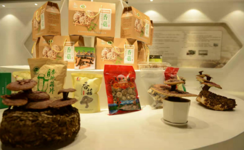 依托蘋果和香菇兩大特色優(yōu)勢產(chǎn)業(yè)，萬榮縣積極申創(chuàng)國家農(nóng)業(yè)現(xiàn)代化示范區(qū)